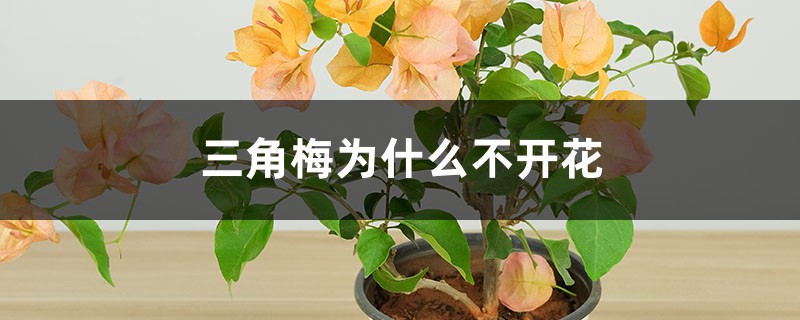 三角梅为什么不开花 三角梅为什么不开花