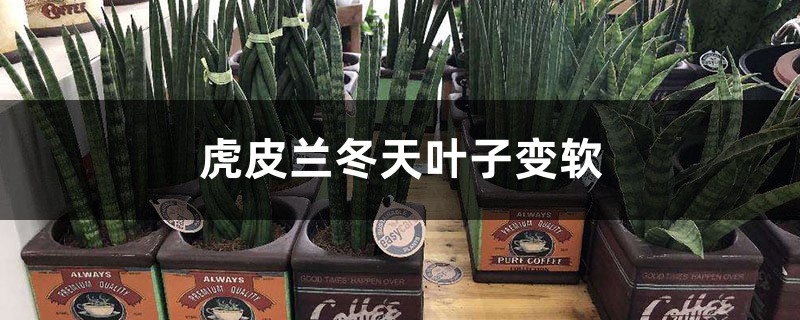 虎皮兰冬天叶子变软怎么办 虎皮兰冬天叶子变软怎么办