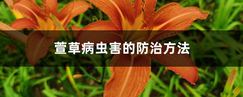 萱草病虫害的防治方法 萱草病虫害的防治方法