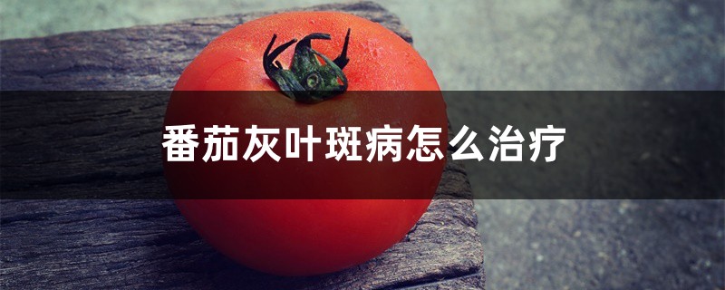 番茄灰叶斑病怎么治疗 番茄灰叶斑病怎么治疗