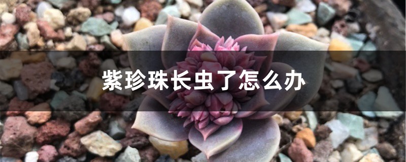 紫珍珠长虫了怎么办? 紫珍珠长虫了怎么办?