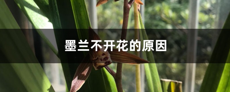 墨兰不开花的原因 墨兰不开花的原因