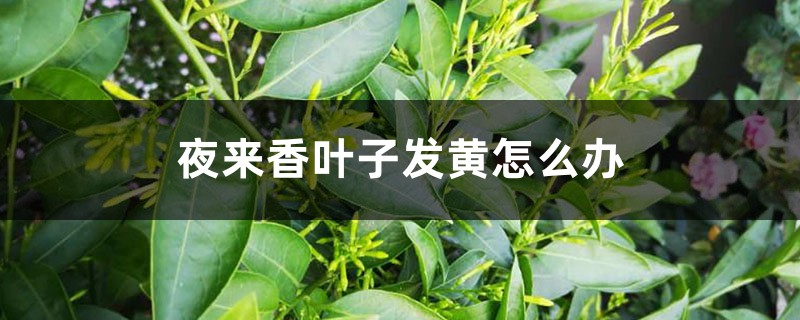 夜来香叶子发黄怎么办 夜来香叶子发黄怎么办