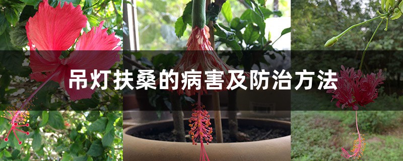 吊灯扶桑的病害及防治方法 吊灯扶桑的病害及防治方法