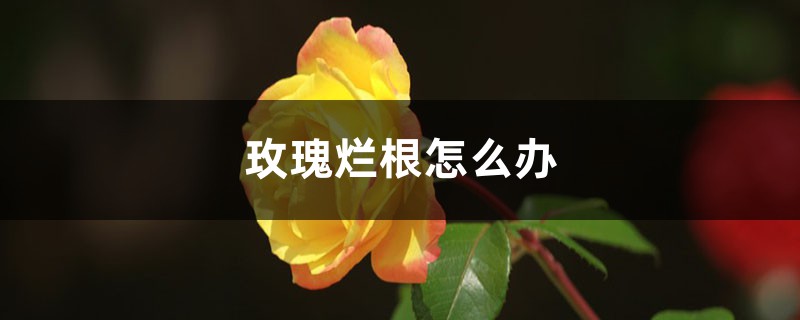 玫瑰烂根怎么办 玫瑰烂根怎么办