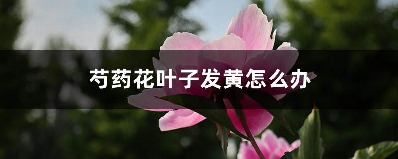 芍药花叶子发黄怎么办 芍药花叶子发黄怎么办