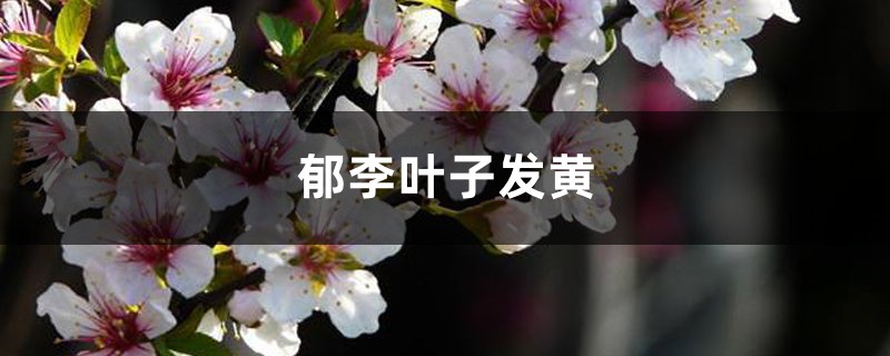 郁李黄叶的原因和处理办法 郁李黄叶的原因和处理办法