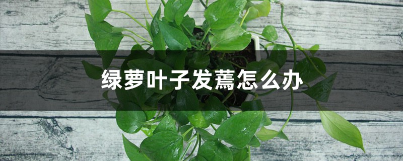 绿萝叶子发蔫怎么办 绿萝叶子发蔫怎么办