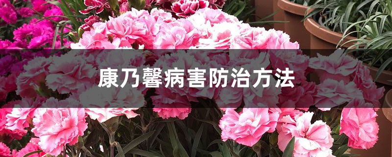 康乃馨病害防治方法 康乃馨病害防治方法
