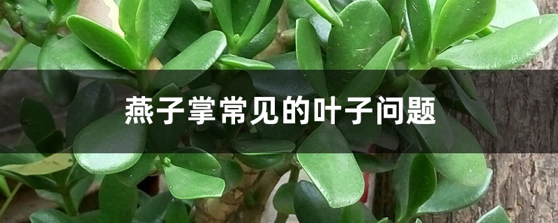 燕子掌常见的叶子问题 燕子掌常见的叶子问题