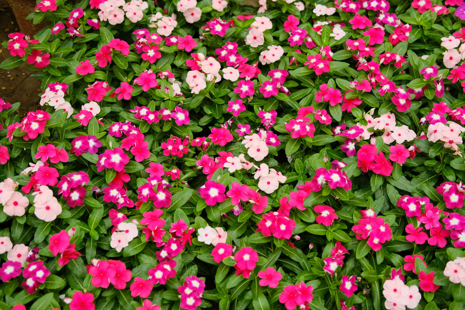 长春花