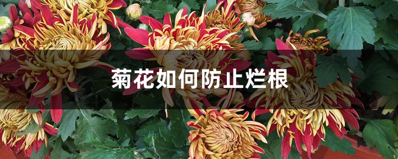 菊花如何防止烂根 菊花如何防止烂根