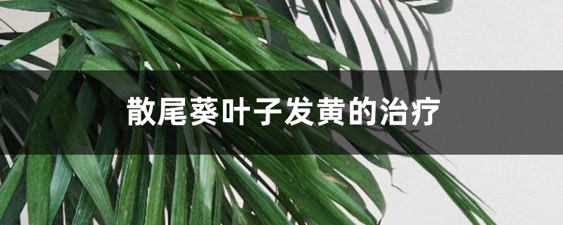 散尾葵叶子发黄的治疗,黄叶怎么回事 散尾葵叶子发黄的治疗,黄叶怎么回事