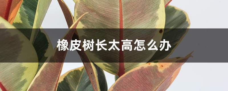 橡皮树长太高怎么办 橡皮树长太高怎么办