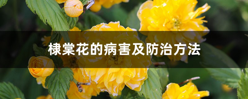 棣棠花的病害及防治方法 棣棠花的病害及防治方法