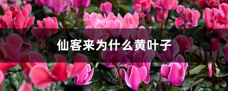 仙客来为什么黄叶子 仙客来为什么黄叶子