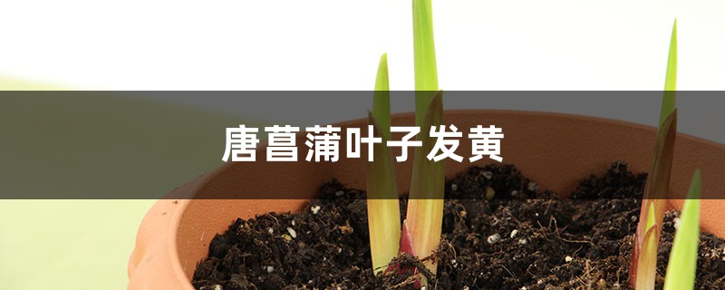 唐菖蒲黄叶的原因和处理办法 唐菖蒲黄叶的原因和处理办法