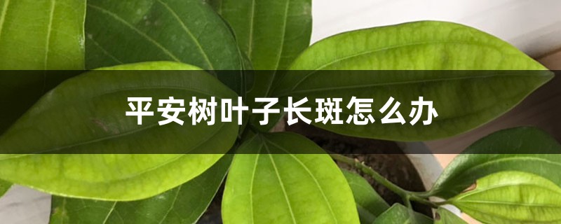 平安树叶子长斑怎么办 平安树叶子长斑怎么办