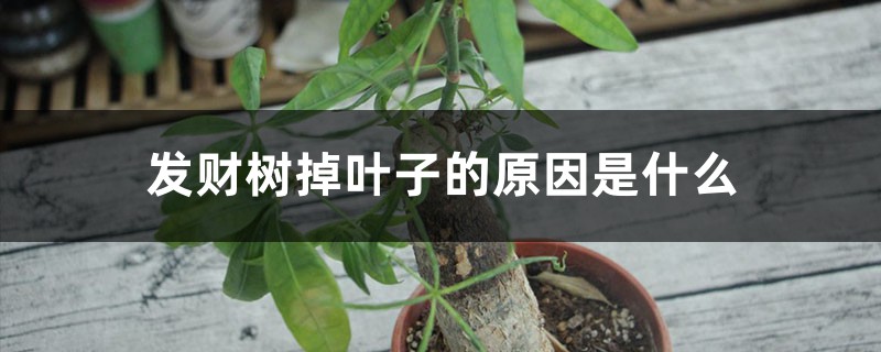发财树掉叶子是怎么回事 发财树掉叶子是怎么回事