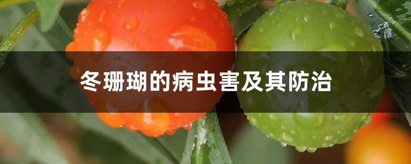 冬珊瑚的病虫害及其防治 冬珊瑚的病虫害及其防治