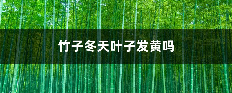 竹子冬天叶子发黄吗 竹子冬天叶子发黄吗