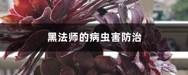 黑法师的病虫害防治 黑法师的病虫害防治