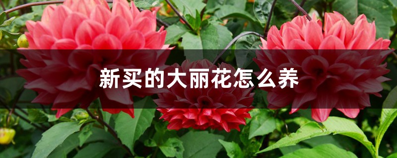 新买的大丽花怎么养 新买的大丽花怎么养