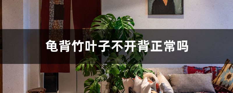 龟背竹叶子不开背正常吗,如何促使开背 龟背竹叶子不开背正常吗,如何促使开背