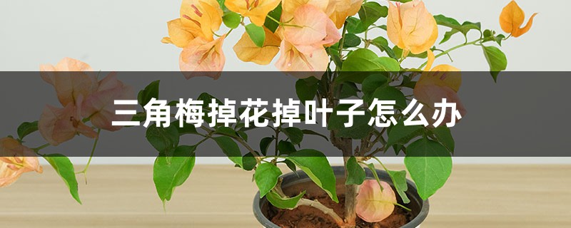三角梅掉花掉叶子怎么办 三角梅掉花掉叶子怎么办