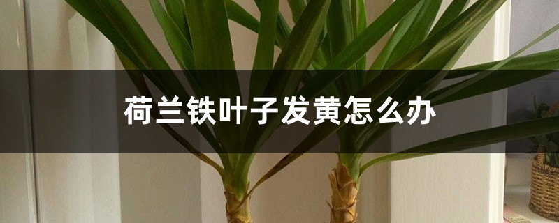 荷兰铁叶子发黄怎么办 荷兰铁叶子发黄怎么办