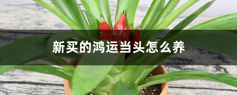 新买的鸿运当头怎么养 新买的鸿运当头怎么养