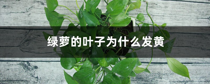 绿萝的叶子为什么发黄 绿萝的叶子为什么发黄