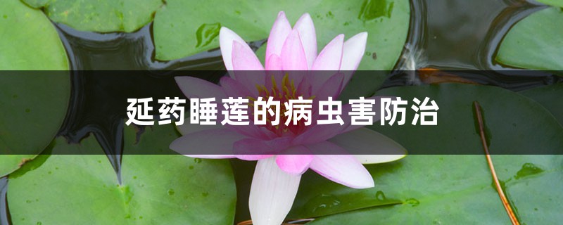 延药睡莲的病虫害防治 延药睡莲的病虫害防治