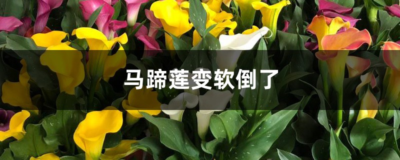 马蹄莲变软倒了怎么办 马蹄莲变软倒了怎么办
