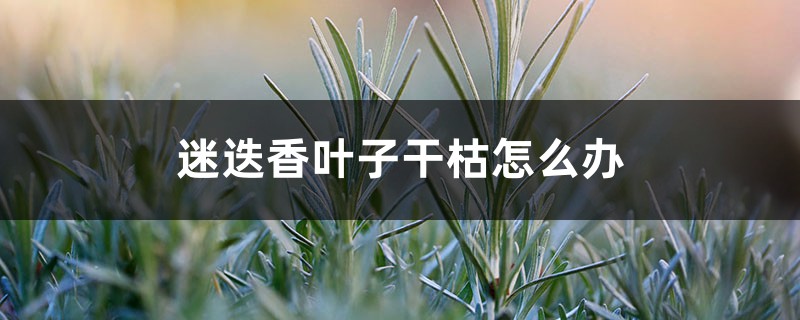 迷迭香叶子干枯怎么办 迷迭香叶子干枯怎么办