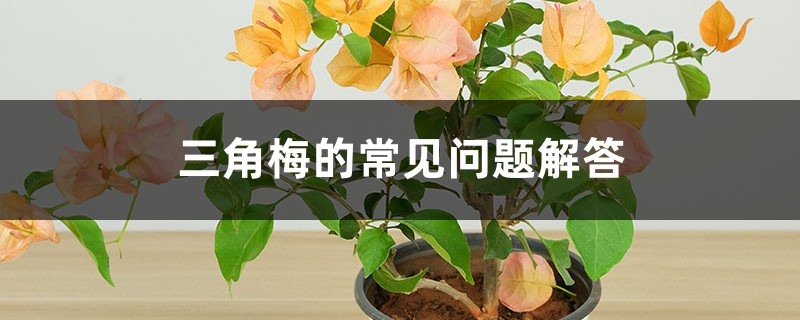 三角梅的常见问题解答 三角梅的常见问题解答