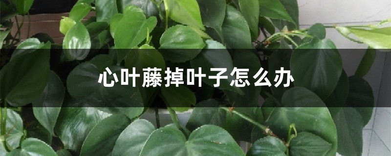 心叶藤掉叶子怎么办 心叶藤掉叶子怎么办