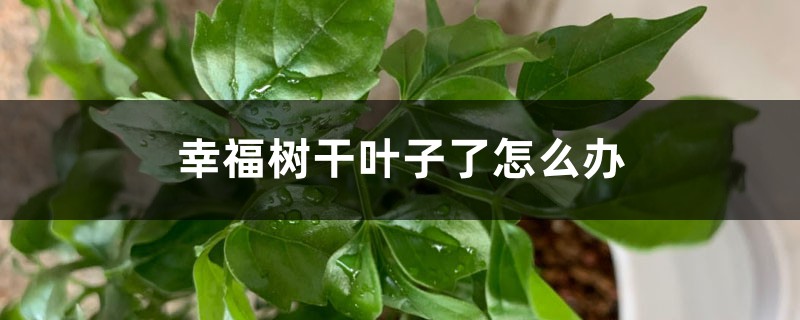 幸福树干叶子了怎么办 幸福树干叶子了怎么办