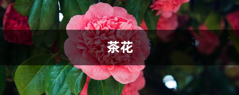 养茶花,你竟然不懂这3件事?难怪养一盆死一盆! 养茶花,你竟然不懂这3件事?难怪养一盆死一盆!
