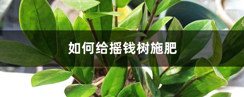 摇钱树施肥方法,用什么肥好 摇钱树施肥方法,用什么肥好
