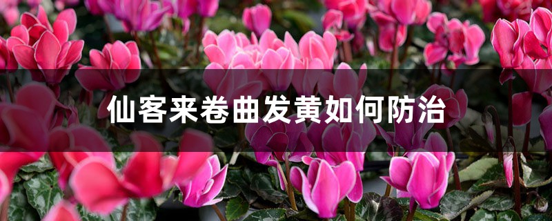 仙客来卷曲发黄如何防治 仙客来卷曲发黄如何防治