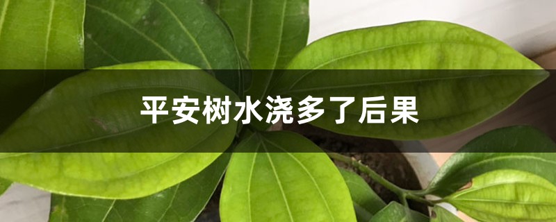 平安树水浇多了有什么后果,该怎么处理? 平安树水浇多了有什么后果,该怎么处理?