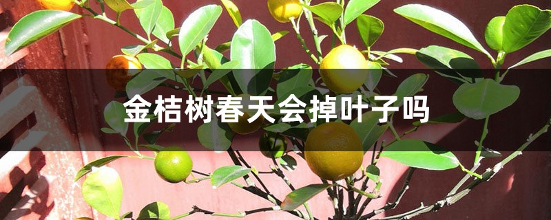 金桔树春天会掉叶子吗 金桔树春天会掉叶子吗