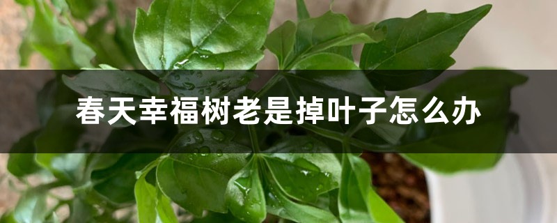 春天幸福树老是掉叶子怎么办 春天幸福树老是掉叶子怎么办