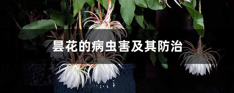 昙花的病虫害及其防治 昙花的病虫害及其防治