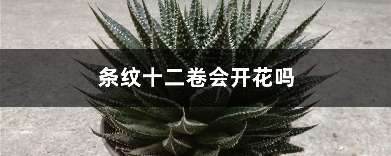 特玉莲常见病害及防治方法 特玉莲常见病害及防治方法