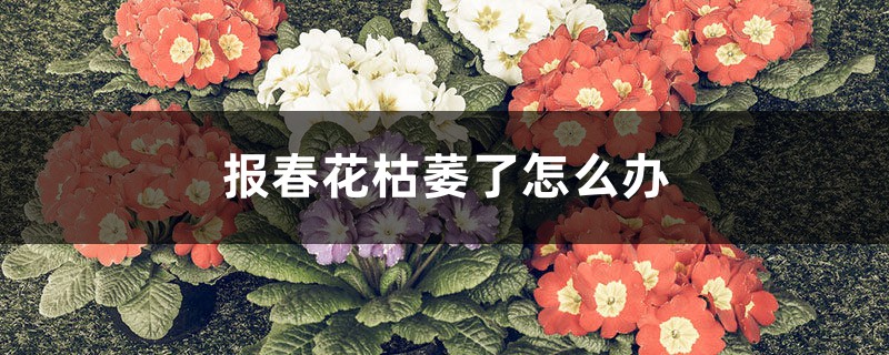 报春花枯萎了怎么办 报春花枯萎了怎么办
