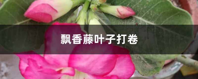 飘香藤叶子打卷这么办 飘香藤叶子打卷这么办
