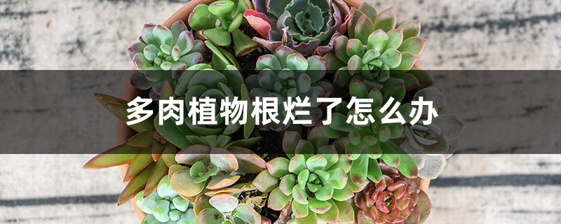 多肉植物根烂了怎么办 多肉植物根烂了怎么办