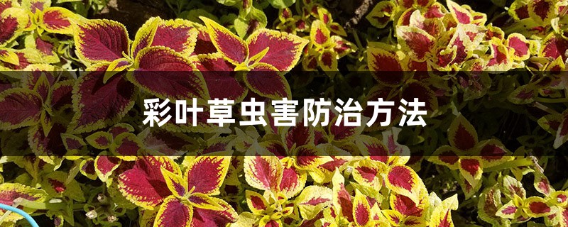 彩叶草虫害防治方法 彩叶草虫害防治方法